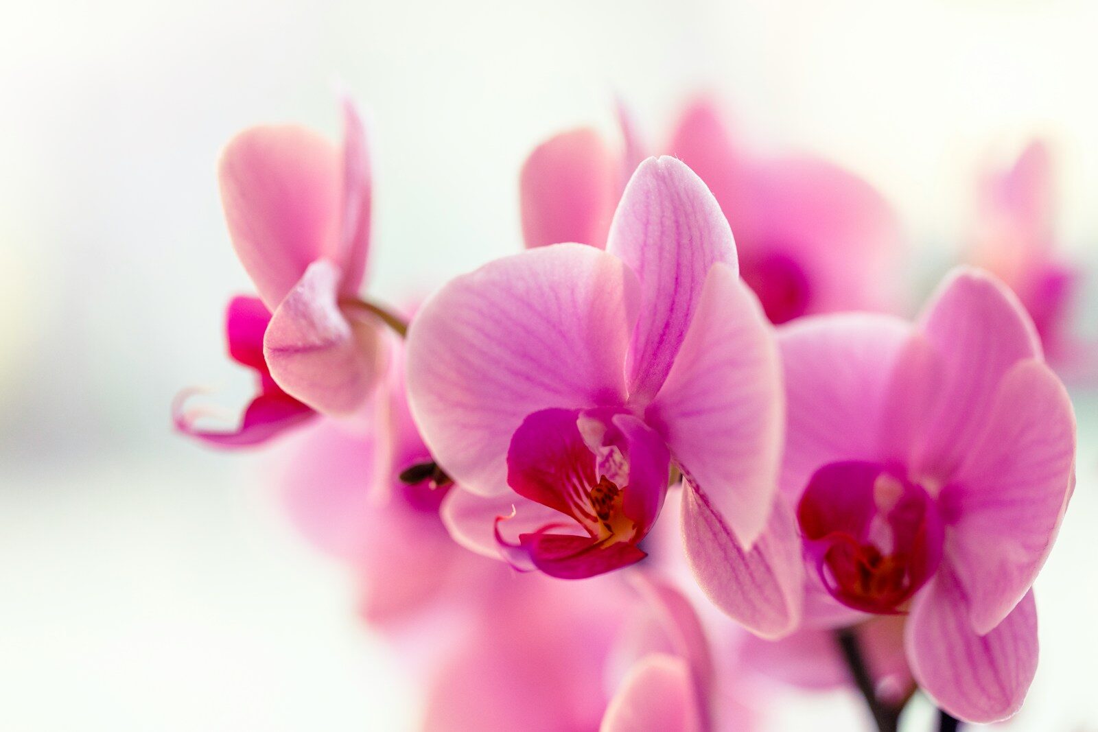 pink moth orchids in bloom close up photo